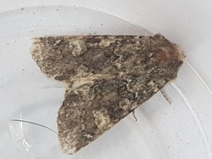 Polymixis lichenea