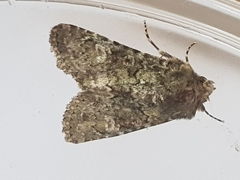 Polymixis lichenea