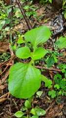 Coleus amboinicus