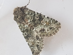 Polymixis lichenea