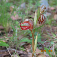 Pterostylis hamata
