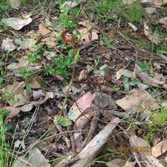 Pterostylis hamata