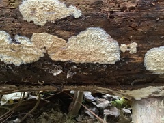Phlebia centrifuga
