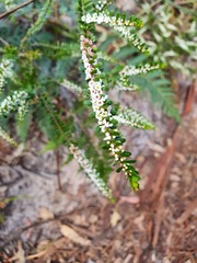 Thryptomene micrantha