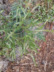 Thryptomene micrantha