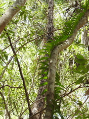 Freycinetia scandens