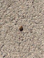 Paropsisterna m-fuscum