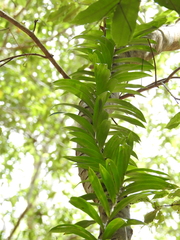 Freycinetia scandens