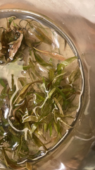 Cryptocoryne beckettii
