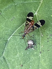 Panorpa japonica