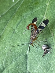 Panorpa japonica