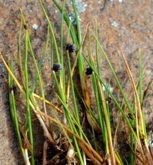 Isolepis diabolica