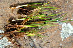 Isolepis diabolica