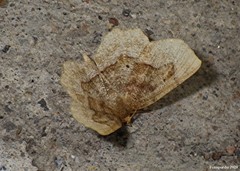 Metarranthis hypochraria