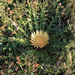 Carlina acaulis acaulis - Photo (c) Flores y Plantas, algunos derechos reservados (CC BY-NC-SA)