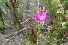 Drosanthemum intermedium