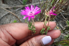 Drosanthemum intermedium