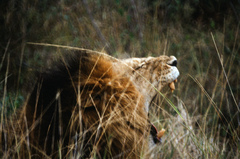 Panthera leo