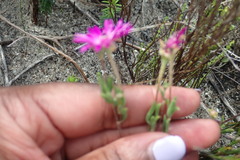 Drosanthemum intermedium