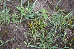 Carmichaelia corrugata