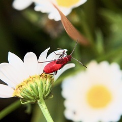 Leptocoris mitellatus