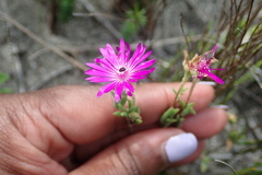 Drosanthemum intermedium