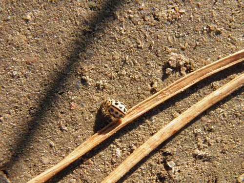 Šešiolikataškė Boružė