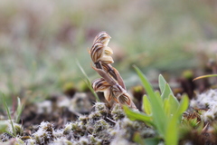 Pterostylis tristis