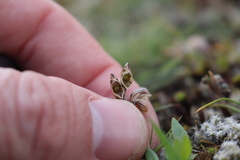 Pterostylis tristis