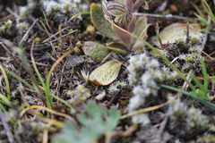 Pterostylis tristis