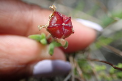 Drosanthemum intermedium