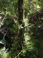 Freycinetia scandens