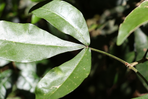 Image of Acronychia pubescens by (c) Greg Tasney, some rights reserved (CC BY-SA)