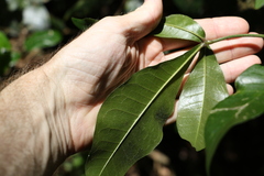 Acronychia pubescens