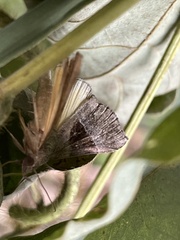 Hypena trigonalis