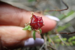 Drosanthemum intermedium