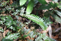 Pellaea falcata