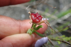 Drosanthemum intermedium