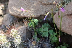 Oxalis moqueguensis