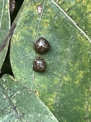 Megacopta punctatissima