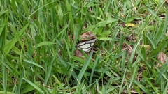 Polyura narcaea meghaduta