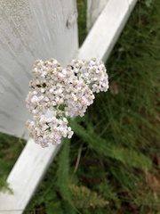 Achillea millefolium