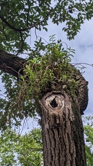 Dendrobium catenatum