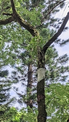 Dendrobium catenatum