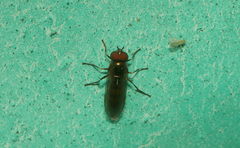 Melanostoma univittatum