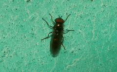 Melanostoma univittatum