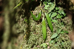 Dendrobium pugioniforme