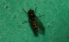 Melanostoma univittatum