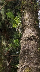 Dendrobium catenatum