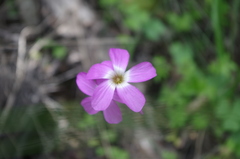 Oxalis moqueguensis